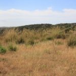 Schildkrötenhabitat auf Menorca