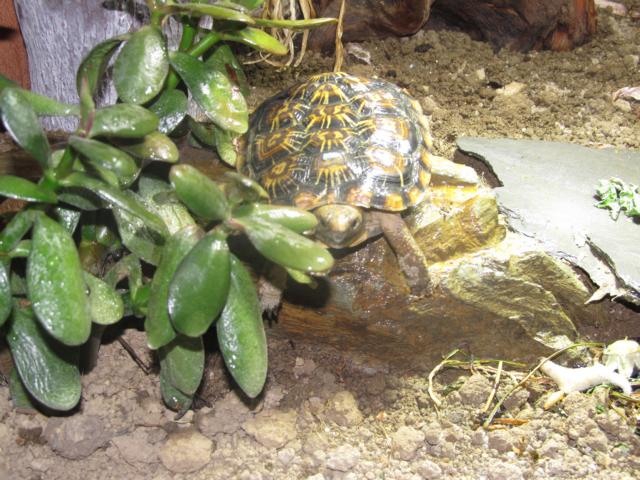 Spaltenschildkröten