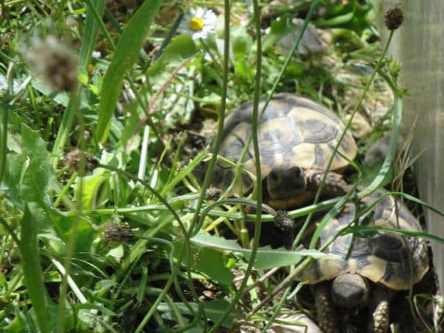 Nachzucht Landschildkröte-Babygehege von Kassiopeia