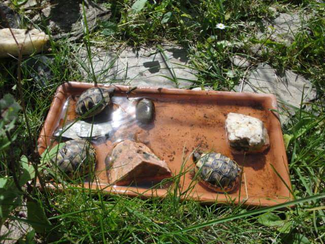 Nachzucht Landschildkröte-Schlüpflinge Griechische Landschildkröten