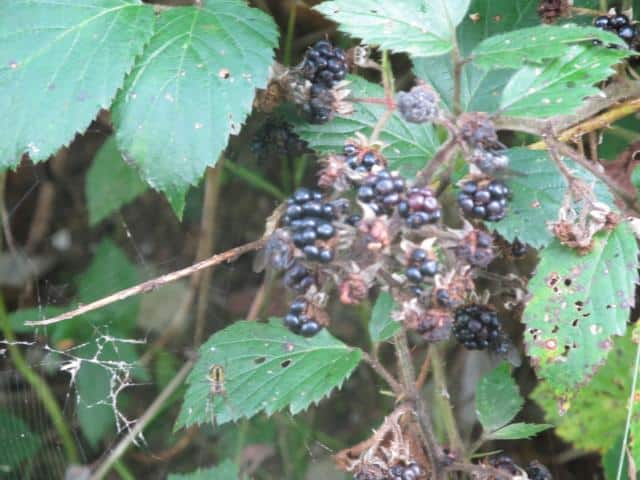 Brombeere