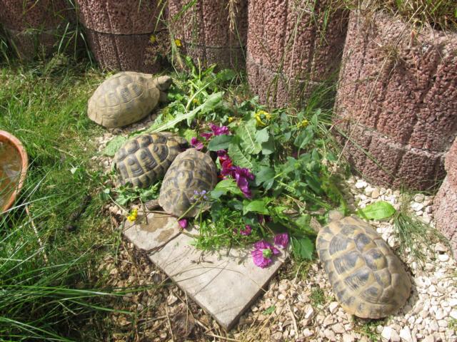 Schildkrötengehege: Gehegebegrenzungen-Gehegeschutz