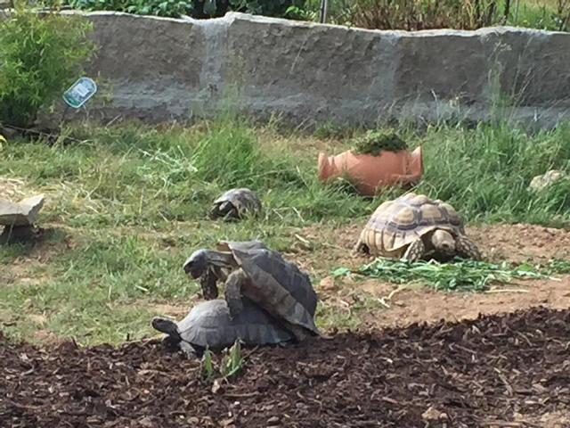 Schildkrötengehege: Gehegebegrenzungen-Gehegeschutz