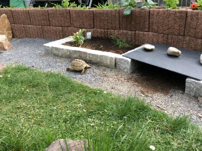 Schildkrötengehege: Gehegebegrenzungen-Gehegeschutz
