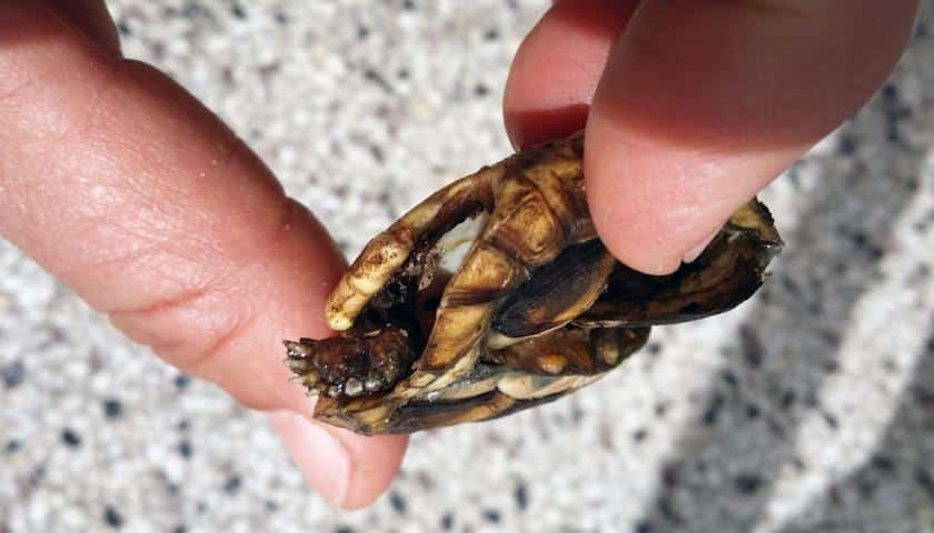 Testudo Marginata nach dem Angriff von Elstern