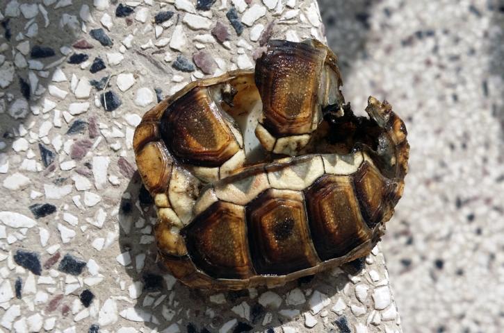Testudo Marginata nach dem Angriff von Elstern