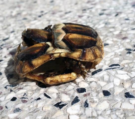 Testudo Marginata nach dem Angriff von Elstern