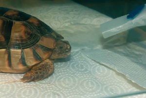 Mit Mykoplasmen infizierte Breitrandschildkröte