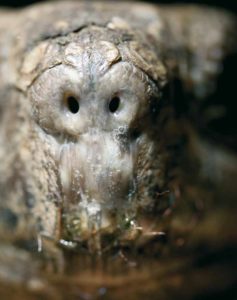 Mykoplasmeninfektion bei Landschildkröten