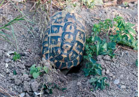 Landschildkröte bei der Eiablage