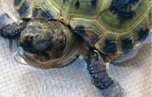 Abb. 13 Geschwollene Augen sind oft ein Hinweis auf systemische Erkrankungen. Foto: Petra Kösterke