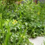 Erweiterung Sylvia Thb