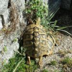 Freigehege von Barbara W