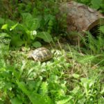 Erweiterung Sylvia Thb