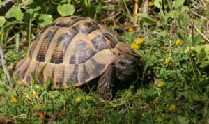 Zwei Wochen als Helfer bei der O-Aetos Schildkrötenschutzstation in Griechenland