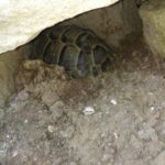 Gehegebilder von Helmut