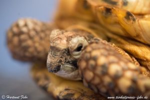 Schwerwiegende Haltungsfehler einer Vierzehenschildkröte