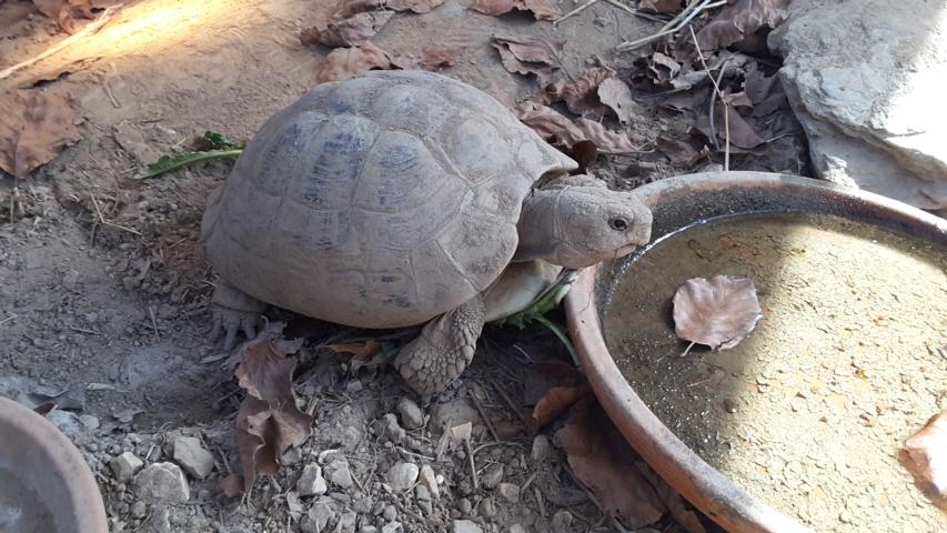 Griechische Landschildkröte nach der Kältestarre im Freigehege