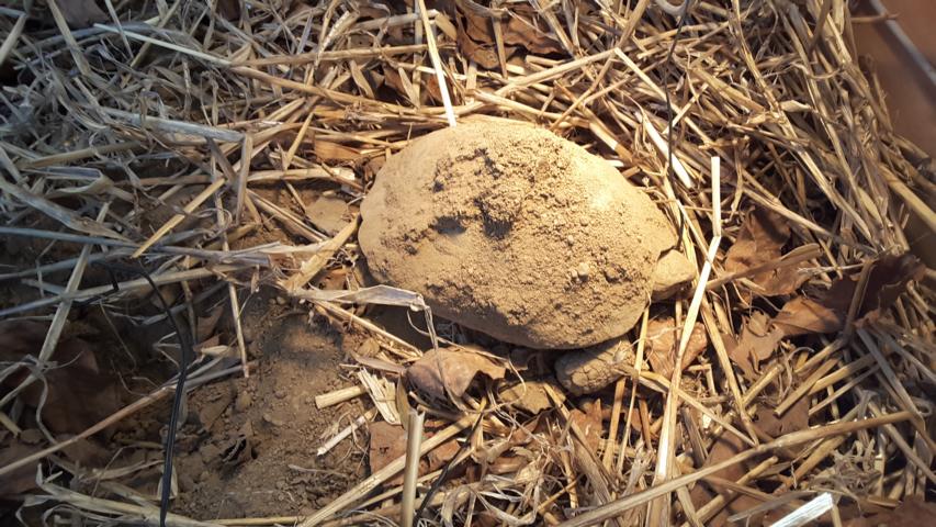 Griechische Landschildkröte nach der Kältestarre im Freigehege