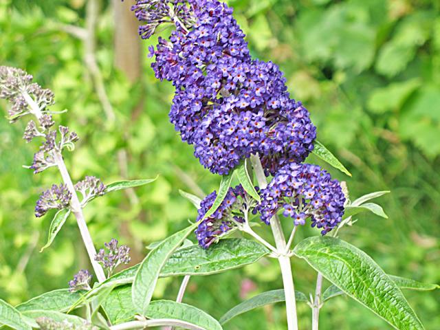 Abb. 19 Schmetterlingsflieder Buddleja davidii 'Adonis blue'