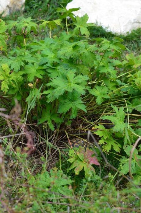 Abb. 23 Testudo hermanni hermanni versteckt unter Wiesen-Storchschnabel