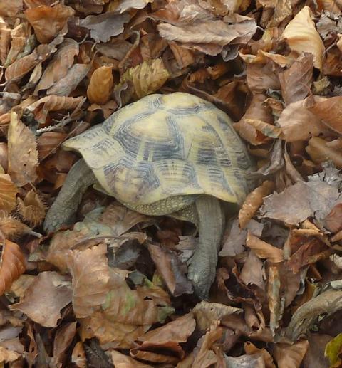 Griechische Landschildkröte