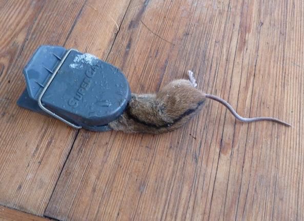 Der Übeltäter: eine Brandmaus