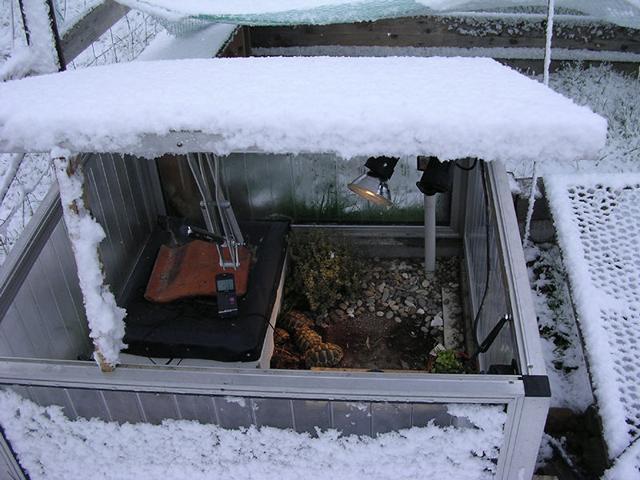 Überraschender Wintereinbruch Ende März 2007. Die Jungtiere sind bereits aus der Winterstarre erwacht. Mit einem guten Frühbeet und Wärme von oben kein Problem!