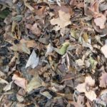 Gemischtes Laub Ahorn, Hainbuche, Birke, Haselnuss Verfügbarkeit: ab Anfang Oktober