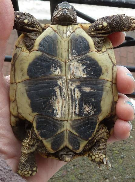 Landschildkröte