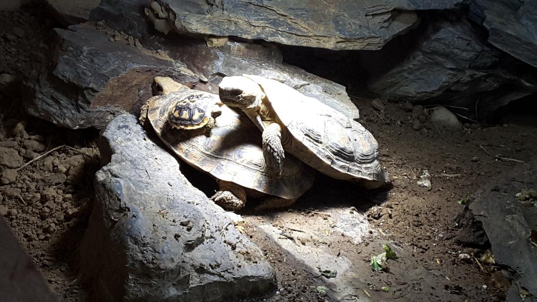 Nachzucht Spaltenschildkröte