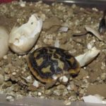 Nachzucht Spaltenschildkröte