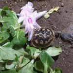 Nachzucht Spaltenschildkröte