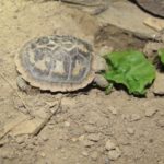 Nachzucht Spaltenschildkröte