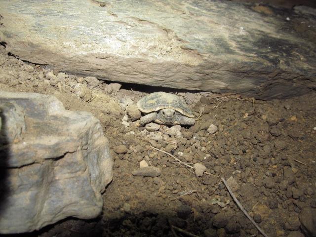 Nachzucht Spaltenschildkröte 2019 mit eigener kleinen Steinspalte