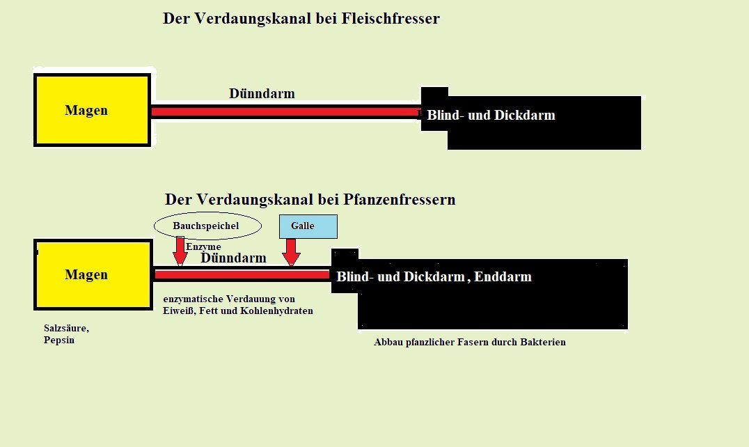 Ernährung europäischer Landschildkröten: Verdauungskanal europäischer Landschildkröte