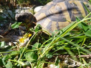 Griechische Landschildkröte