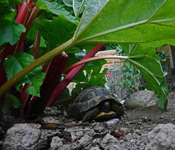 Rhabarber im Schildkrötengehege