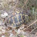 Testudo hermanni hermanni auf Mallroca