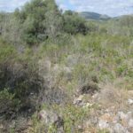 Habitat auf Mallorca