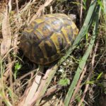 Testudo hermanni hermanni auf Mallroca