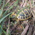 Testudo hermanni hermanni auf Mallroca