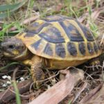 Testudo hermanni hermanni auf Mallroca