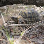 Testudo hermanni hermanni auf Mallroca