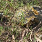 Testudo hermanni hermanni auf Mallroca