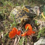 Testudo hermanni hermanni auf Mallroca