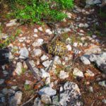 Landschildkröten auf Mallorca