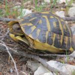 Testudo hermanni hermanni