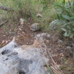 Testudo hermanni hermanni auf Mallroca