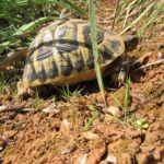 Testudo hermanni hermanni auf Mallroca